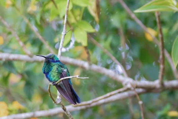 Live Kolibri: Best Practices for Interactive Shows