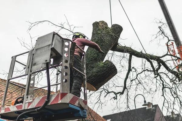 Affordable Tree Removal Near Me with Same-Day Assistance