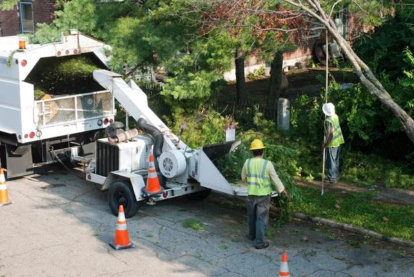 Local Tree Service Janesville for Expert Stump and Tree Care